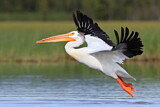 Image. American White Pelican