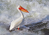 Image. American White Pelican