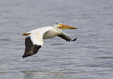 Image. American White Pelican