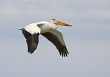 Image. American White Pelican