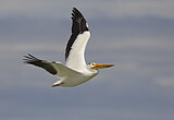 Image. American White Pelican