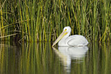 Image. American White Pelican