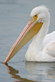 Image. American White Pelican