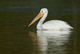 Image. American White Pelican