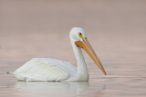 Image. American White Pelican