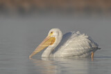 Image. American White Pelican