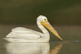 Image. American White Pelican