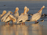 Image. American White Pelican
