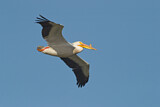 Image. American White Pelican