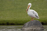 Image. American White Pelican
