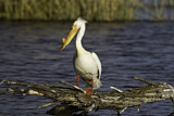 Image. American White Pelican