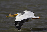 Image. American White Pelican