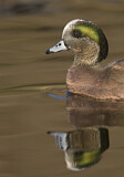 Image. American Wigeon