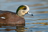 Image. American Wigeon