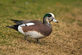 Image. American Wigeon