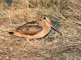 Image. American Woodcock