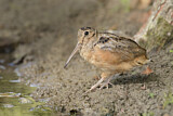 Image. American Woodcock