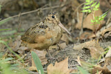 Image. American Woodcock