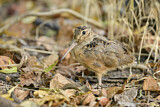 Image. American Woodcock