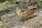 Image. American Woodcock