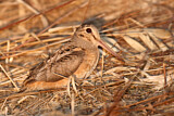 Image. American Woodcock