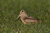 Image. American Woodcock
