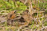 Image. American Woodcock