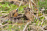 Image. American Woodcock