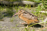 Image. American Woodcock
