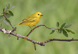 Image. American Yellow Warbler