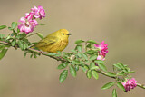 Image. American Yellow Warbler
