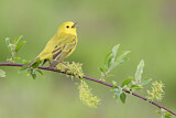 Image. American Yellow Warbler