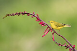 Image. American Yellow Warbler