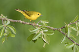 Image. American Yellow Warbler