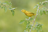 Image. American Yellow Warbler