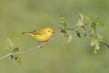 Image. American Yellow Warbler