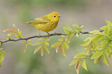 Image. American Yellow Warbler
