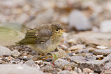 Image. American Yellow Warbler