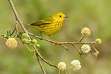 Image. American Yellow Warbler