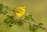 Image. American Yellow Warbler