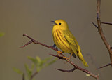Image. American Yellow Warbler
