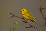 Image. American Yellow Warbler