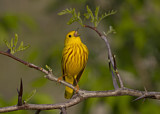 Image. American Yellow Warbler