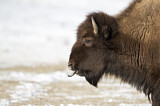 Image. Amerikanischer Bison