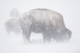 Image. Amerikanischer Bison