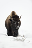 Image. Amerikanischer Bison