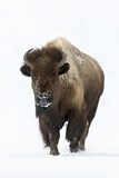 Image. Amerikanischer Bison