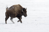 Image. Amerikanischer Bison