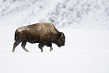Image. Amerikanischer Bison