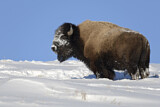 Image. Amerikanischer Bison